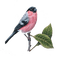 Bird - PNG gratuit GIF animé