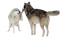 Loups gris et louve blanche - GIF animé gratuit