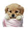 dolceluna dog pink - png gratuito GIF animata