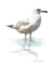 oiseau/clody - 免费PNG 动画 GIF