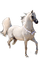 charmille _ animaux _ chevaux - Free PNG Animated GIF
