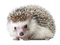 Kaz_Creations Hedgehog - Free PNG Animated GIF
