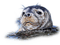Rena Seehund Tier Seal - zdarma png animovaný GIF