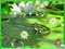 MMarcia  gif sapo frog - Nemokamas animacinis gif animuotas GIF