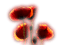 Mohnblüten im Licht - gratis png animeret GIF