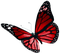 Butterfly.Red - PNG gratuit GIF animé