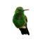 kikkapink deco scrap green bird - бесплатно png анимированный гифка