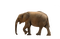 Kaz_Creations Elephant - 免费PNG 动画 GIF