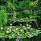 Water Lily Pond gif with glitter - GIF animate gratis