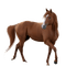 horse milla1959 - png gratuito GIF animata