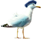gala birds - darmowe png animowany gif