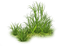 arbustos - gratis png animerad GIF