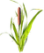 Kaz_Creations Garden Deco Grass - gratis png geanimeerde GIF