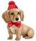animal-dog-djur-hund-cane - png gratis GIF animado