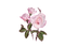 kikkapink vintage roses spring rose pink - безплатен png анимиран GIF