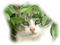 dolceluna spring cat vintage deco plant - png gratuito GIF animata