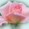 pink rose - PNG gratuit GIF animé