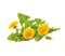 pissenlit dandelion fleur printemps