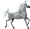 aze cheval blanc White - ilmainen png animoitu GIF