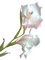 fleur blanche.Cheyenne63 - gratis png animeret GIF