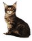 cat by nataliplus - kostenlos png Animiertes GIF