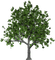 Kaz_Creations Trees Tree Colours - png gratis GIF animado