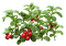 leaves by nataliplus - png grátis Gif Animado