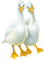 ducks Bb2 - безплатен png анимиран GIF