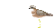 bird - Kostenlose animierte GIFs
