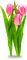 Tulips.Pink - kostenlos png Animiertes GIF