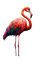 flamingo sunshine3 - Besplatni animirani GIF
