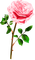Rose.Pink - png gratis GIF animado