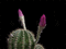 linda flor de cactus - Ücretsiz animasyonlu GIF