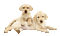 ani hundar---dogs - Ücretsiz animasyonlu GIF animasyonlu GIF
