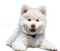 koira, dog - png gratuito GIF animata