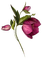 spring flowers - png gratis GIF animasi