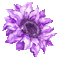 soave deco spring animated  flowers purple - GIF animé gratuit GIF animé
