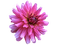 Blume, fleur, flower - PNG gratuit GIF animé