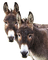 Kaz_Creations Animals Donkey - besplatni png animirani GIF
