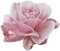 blomma-ros---flower-rose--pink--rosa - PNG gratuit GIF animé
