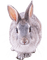 Kaz_Creations Rabbit - bezmaksas png animēts GIF