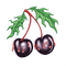 black cherries - Free PNG Animated GIF