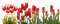 kukka, fllower, fleur - PNG gratuit GIF animé
