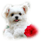 valentine valentin dog hund chien fleur - PNG gratuit GIF animé