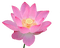 Lotus - gratis png animeret GIF