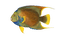 kikkapink summer fish  png deco - bezmaksas png animēts GIF