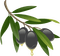 olives bp - 免费PNG 动画 GIF