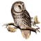 Owls - PNG gratuit GIF animé