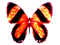 ♡§m3§♡ butterfly red summer animated wings - GIF animado grátis Gif Animado
