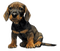 dog by nataliplus - бесплатно png анимированный гифка